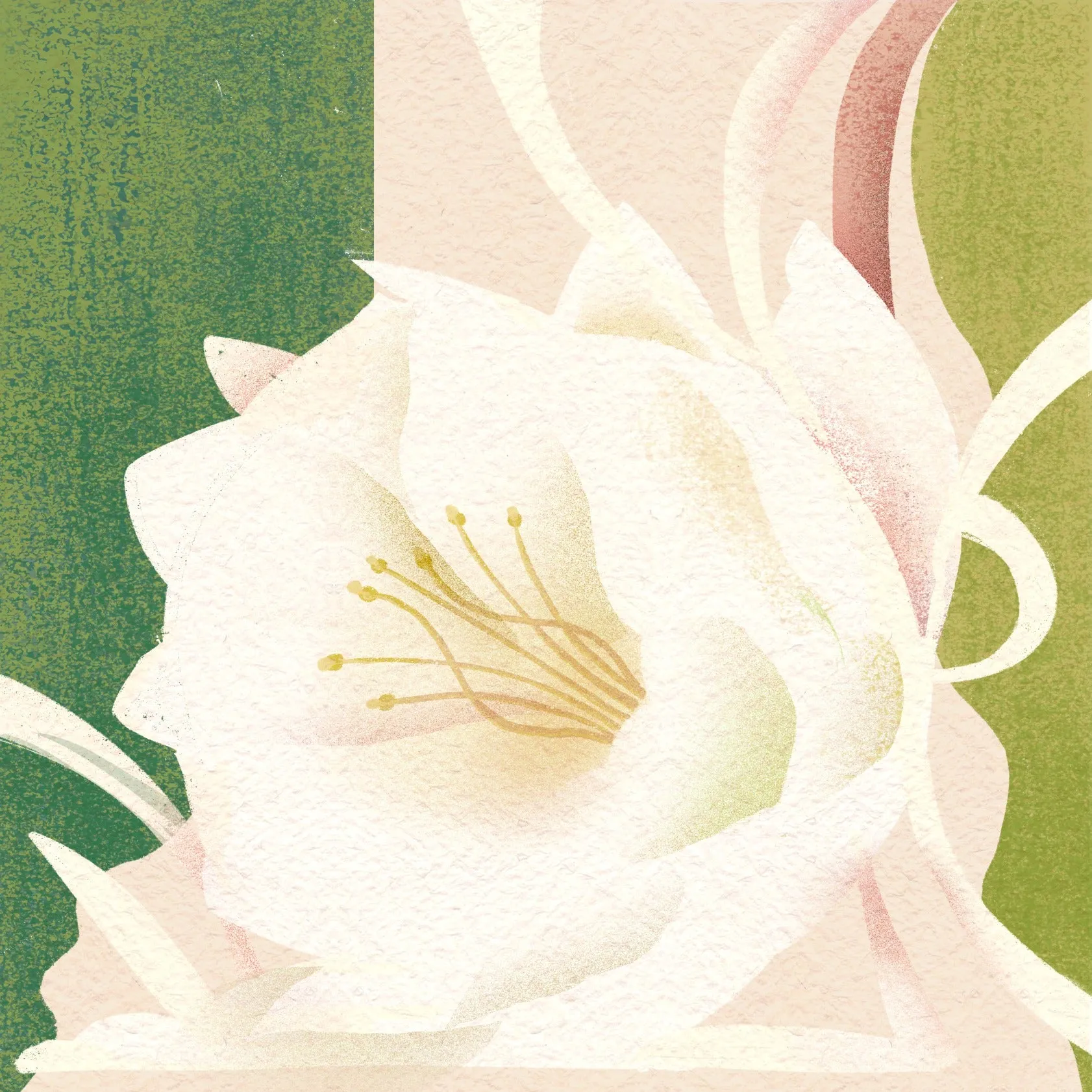 Begonia